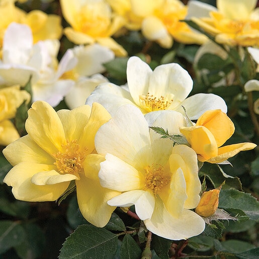 Rosa X Sunny Knock Out Rose | SiteOne US